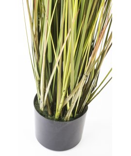 Roślina Dekoracyjna