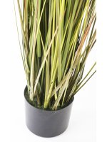 Roślina Dekoracyjna