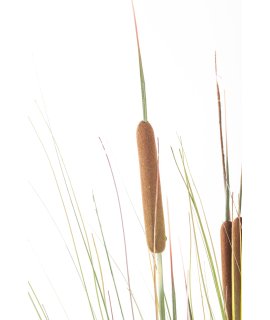 Roślina Dekoracyjna