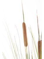 Roślina Dekoracyjna