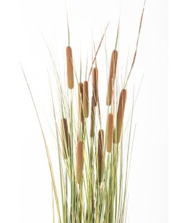 Roślina Dekoracyjna