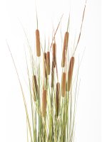 Roślina Dekoracyjna