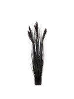 Roślina Dekoracyjna