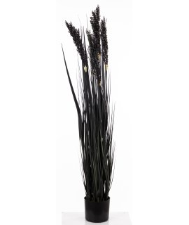 Roślina Dekoracyjna