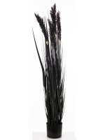 Roślina Dekoracyjna