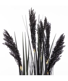 Roślina Dekoracyjna