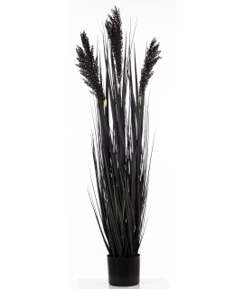 Roślina Dekoracyjna