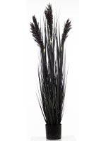 Roślina Dekoracyjna