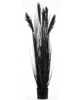 Roślina Dekoracyjna