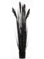 Roślina Dekoracyjna