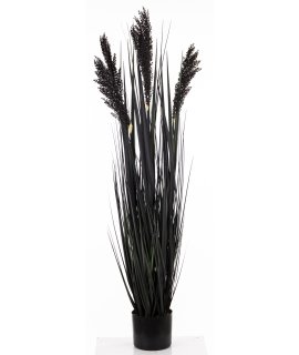 Roślina Dekoracyjna