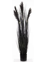 Roślina Dekoracyjna