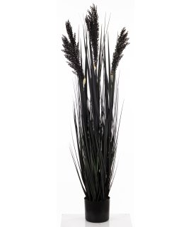 Roślina Dekoracyjna