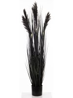 Roślina Dekoracyjna