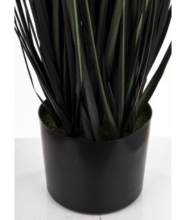 Roślina Dekoracyjna