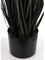 Roślina Dekoracyjna