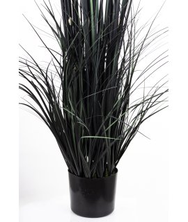 Roślina Dekoracyjna