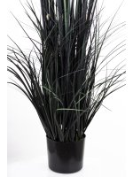 Roślina Dekoracyjna