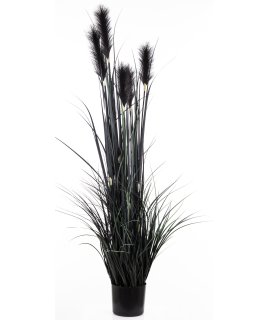 Roślina Dekoracyjna