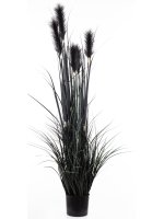 Roślina Dekoracyjna