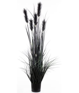 Roślina Dekoracyjna