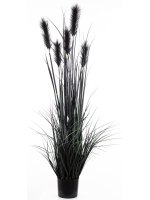 Roślina Dekoracyjna