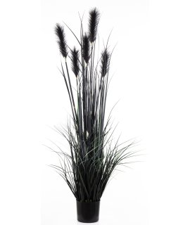 Roślina Dekoracyjna