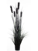 Roślina Dekoracyjna