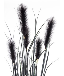 Roślina Dekoracyjna