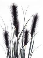 Roślina Dekoracyjna