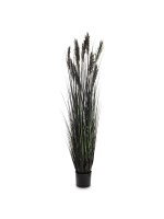 Roślina Dekoracyjna