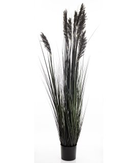 Roślina Dekoracyjna