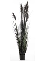 Roślina Dekoracyjna