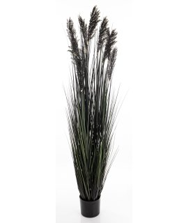 Roślina Dekoracyjna