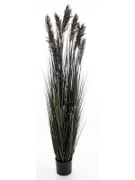 Roślina Dekoracyjna