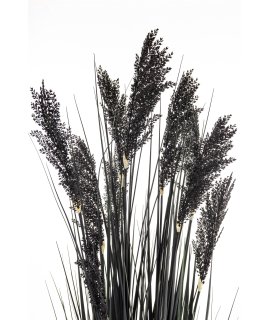 Roślina Dekoracyjna