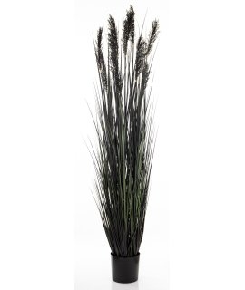 Roślina Dekoracyjna