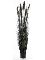 Roślina Dekoracyjna