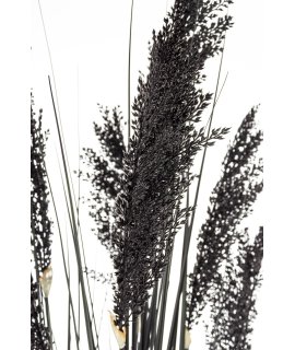 Roślina Dekoracyjna