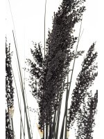 Roślina Dekoracyjna