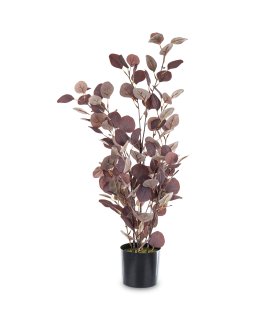 Roślina Dekoracyjna