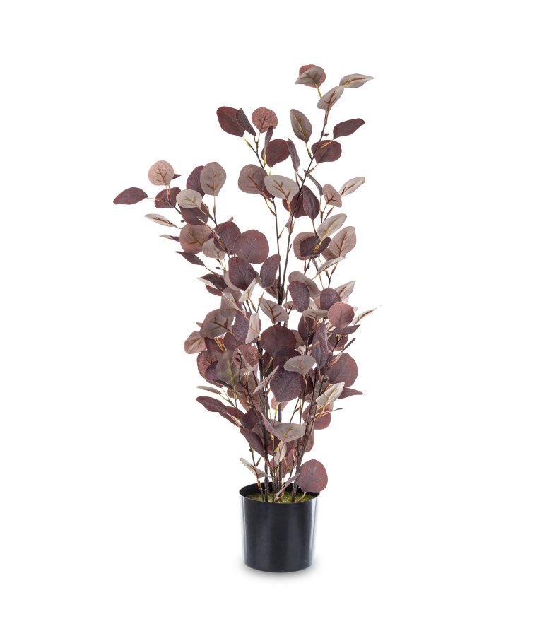 Roślina Dekoracyjna