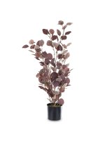 Roślina Dekoracyjna