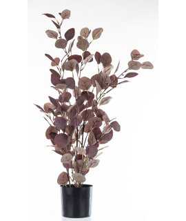 Roślina Dekoracyjna