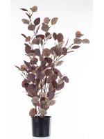 Roślina Dekoracyjna