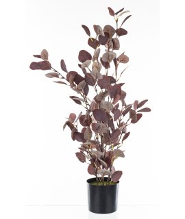 Roślina Dekoracyjna