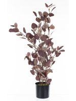 Roślina Dekoracyjna