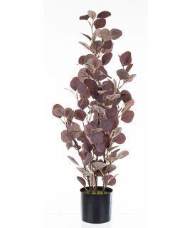 Roślina Dekoracyjna