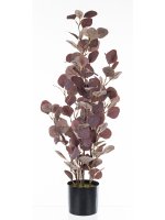 Roślina Dekoracyjna