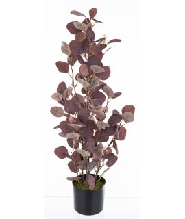 Roślina Dekoracyjna